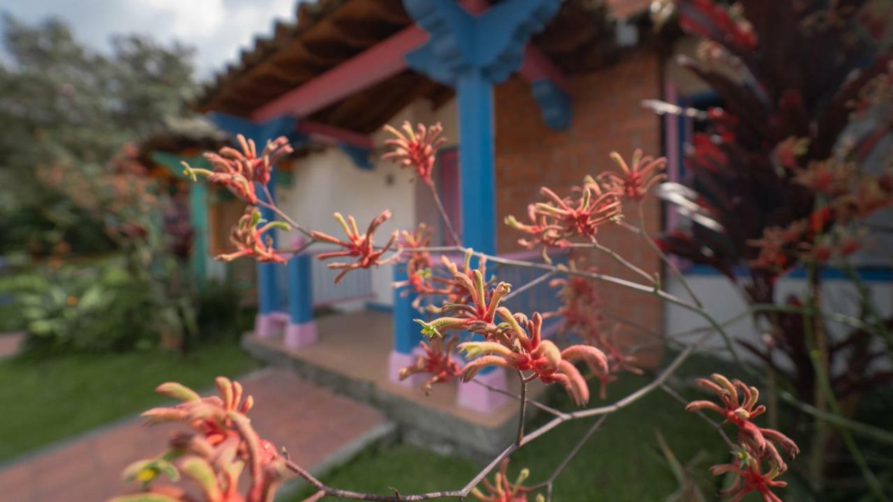 Termales El Otono Hotel La Enea Eksteriør billede An example of a kangaroo paw